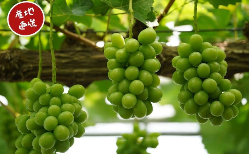 【ふるさと納税】訳あり シャインマスカット 2房 合計1.1kg以上 産地直送 朝採れ ぶどう 葡萄 シャイン マスカット 岡山 Kawahara Green Farm 岡山県産 2026年 　お届け：2026年9月1日～2026年10月31日 サムネイル3