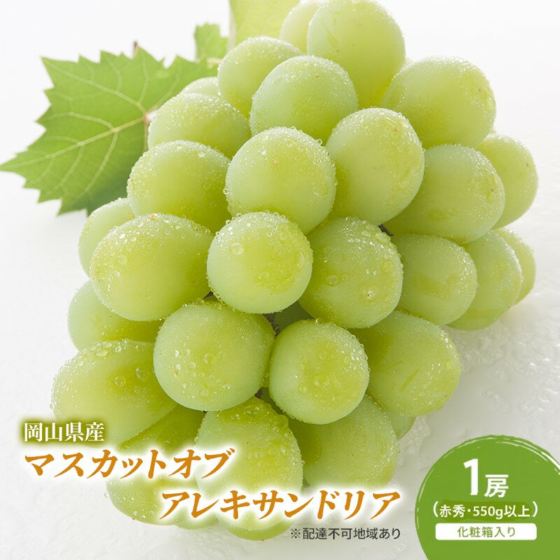 ぶどう 2026年 先行予約 マスカットオブアレキサンドリア 1房(550g以上・赤秀) 化粧箱入り　お届け：2026年6月中旬～2026年8月下旬