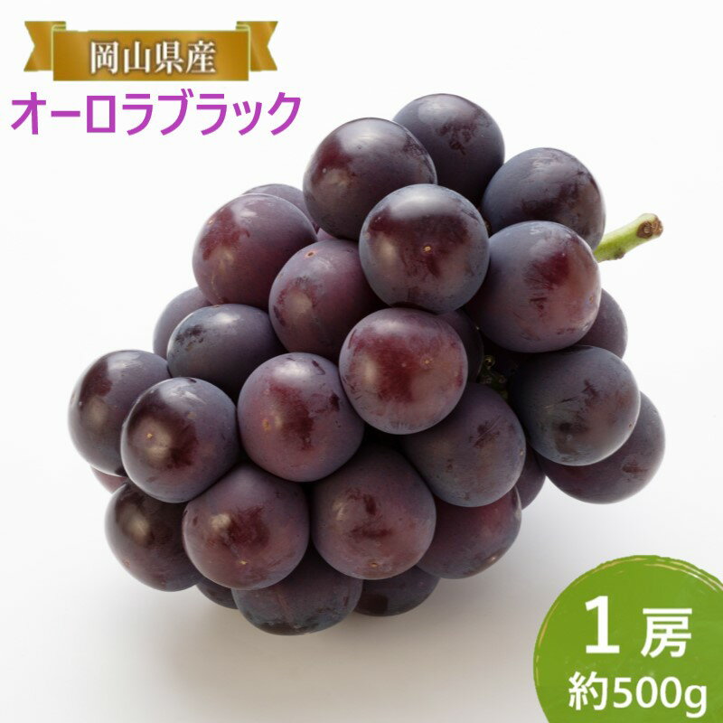 ぶどう 【2026年 早期受付】 オーロラブラック 1房 約500g ブドウ 葡萄 岡山県産 国産 フルーツ 果物 ギフト　お届け：2026年8月中旬～2026年10月下旬