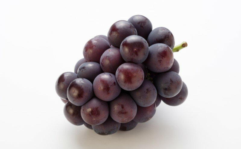 【ふるさと納税】ぶどう 【2026年 早期受付】 オーロラブラック 1房 約500g ブドウ 葡萄 岡山県産 国産 フルーツ 果物 ギフト　お届け：2026年8月中旬～2026年10月下旬 サムネイル3