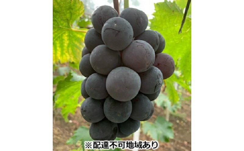 【ふるさと納税】ぶどう 【2026年 先行予約】 種なし完熟 ニューピオーネ 2房 合計約1kg/ ブドウ 葡萄 岡山県産 国産 フルーツ 果物 渡邊農園　お届け：2026年8月中旬～2026年9月上旬 サムネイル2