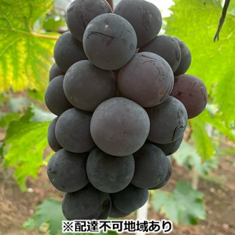 ぶどう 【2026年 先行予約】 種なし完熟 ニューピオーネ 2房 合計約1kg/ ブドウ 葡萄 岡山県産 国産 フルーツ 果物 渡邊農園　お届け：2026年8月中旬～2026年9月上旬