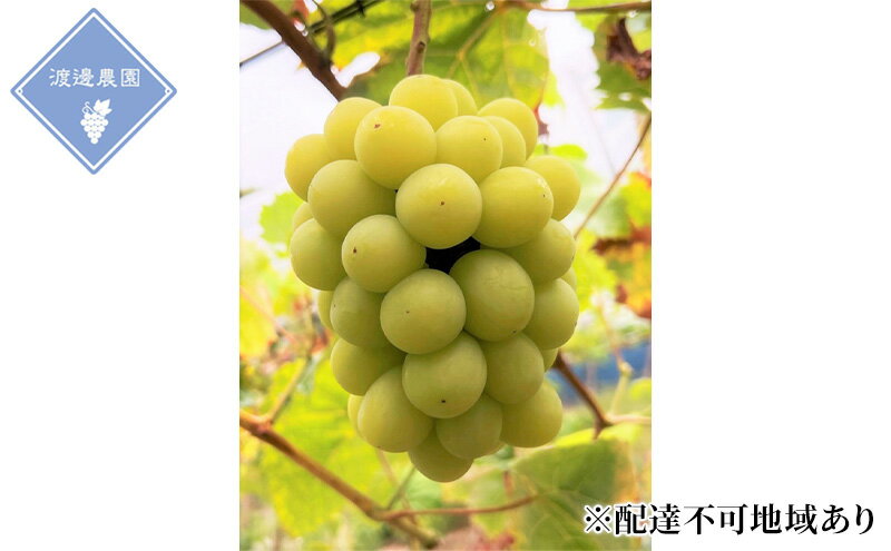 【ふるさと納税】ぶどう 【2026年 先行予約】 シャインマスカット 2房 合計約1kg/ 種無し ブドウ 葡萄 岡山県産 国産 フルーツ 果物 渡邊農園　お届け：2026年8月下旬～2026年9月下旬 サムネイル2