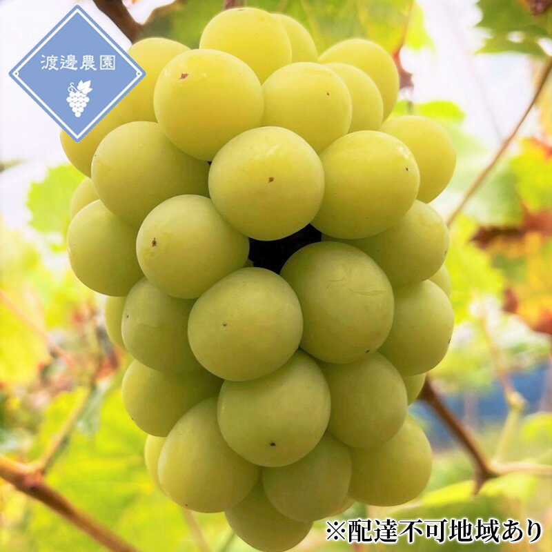 ぶどう 【2026年 先行予約】 シャインマスカット 2房 合計約1kg/ 種無し ブドウ 葡萄 岡山県産 国産 フルーツ 果物 渡邊農園　お届け：2026年8月下旬～2026年9月下旬