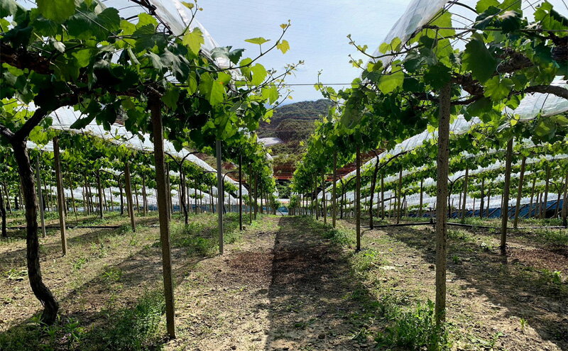 【ふるさと納税】ぶどう 【2026年 先行予約】 シャインマスカット 2房 合計約1kg/ 種無し ブドウ 葡萄 岡山県産 国産 フルーツ 果物 渡邊農園　お届け：2026年8月下旬～2026年9月下旬 サムネイル3