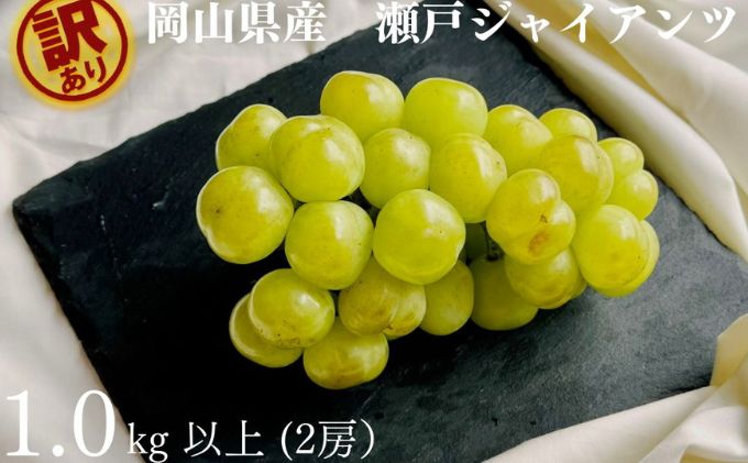 【ふるさと納税】訳あり 瀬戸ジャイアンツ 2房 合計1.0kg以上 産地直送 朝採れ ぶどう 葡萄 岡山 Kawahara Green Farm 岡山県産 2026年 　お届け：2026年9月11日～2026年10月20日 サムネイル2