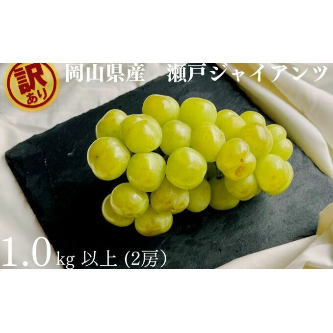 訳あり 瀬戸ジャイアンツ 2房 合計1.0kg以上 産地直送 朝採れ ぶどう 葡萄 岡山 Kawahara Green Farm 岡山県産 2026年 　お届け：2026年9月11日～2026年10月20日