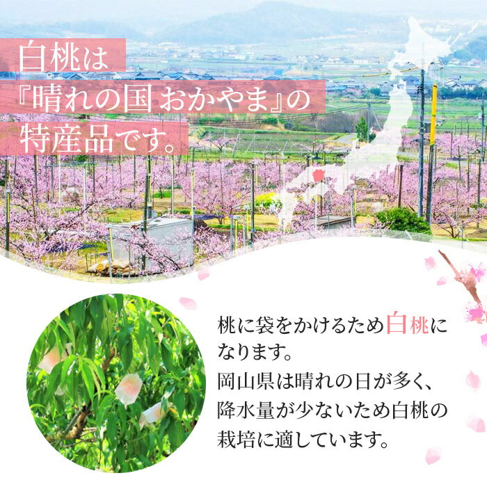 【ふるさと納税】桃 2026年 先行予約 岡山 白桃 ロイヤル 約4kg 8～15玉入り もも モモ 岡山県産 国産 フルーツ 果物 ギフト 橋田商店　お届け：2026年7月上旬～2026年8月上旬 サムネイル3