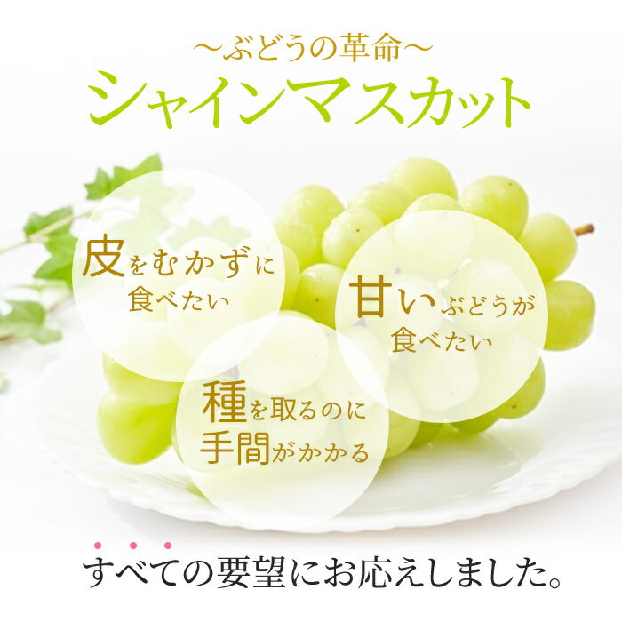 【ふるさと納税】ぶどう 2026年 先行予約 シャイン マスカット 晴王 2～5房入り 合計約2kg 大粒 種無し ブドウ 葡萄 岡山県産 国産 フルーツ 果物 ギフト 橋田商店　お届け：2026年9月中旬～2026年11月上旬 サムネイル3
