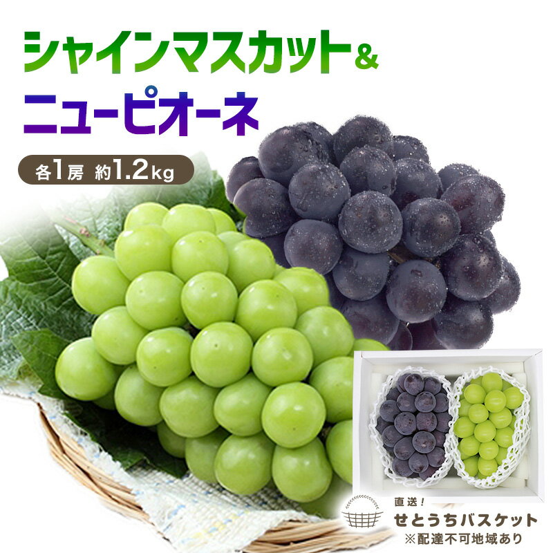 ぶどう 2026年 先行予約 シャインマスカット ＆ ニューピオーネ 各1房 約1.2kg ブドウ 葡萄 岡山県産 国産 フルーツ 果物 直送！せとうちバスケット　お届け：2026年9月中旬～2026年9月末頃