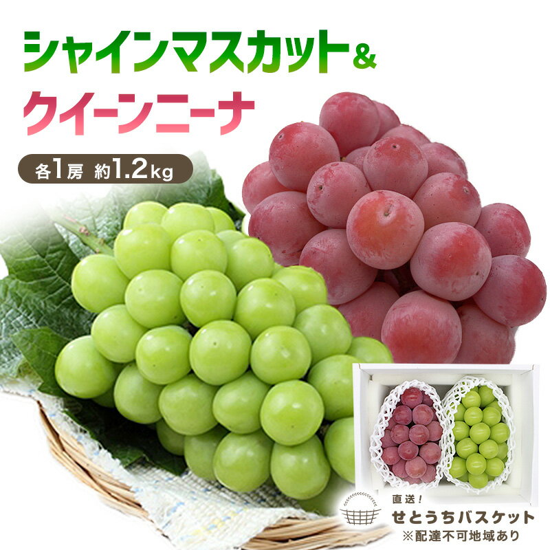 ぶどう 2026年 先行予約 シャインマスカット ＆ クイーンニーナ 各1房 約1.2kg ブドウ 葡萄 岡山県産 国産 フルーツ 果物 直送！せとうちバスケット　お届け：2026年9月中旬～2026年10月上旬