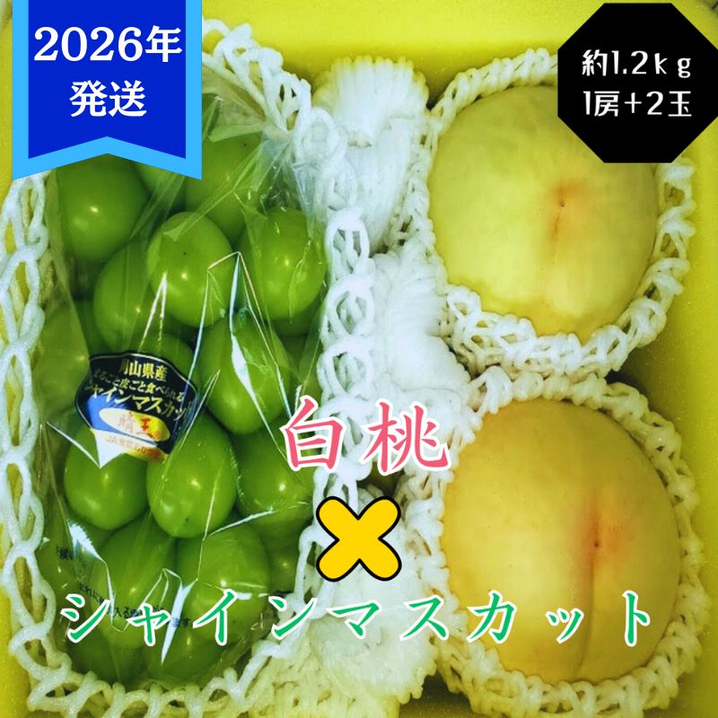 【2026年先行受付】 白桃 シャインマスカット 晴王 約1.2kg セット 桃 2玉 ぶどう 1房 岡山県産 御中元 ギフト 御礼 プレゼント 御礼 御祝 御供 果物 くだもの フルーツ もも モモ 葡萄 ブドウ　お届け：2026年7月上旬～2026年8月上旬