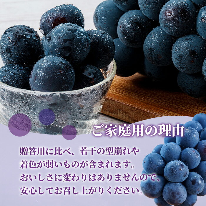 【ふるさと納税】岡山県産 ぶどう 葡萄 ブドウ 種無し 果物 スイーツ フルーツ お取り寄せ 家庭用 訳あり デザート 井原市美星町産ニューピオーネ（ご家庭用）【2026年8月下旬～9月下旬発送予定】 サムネイル3