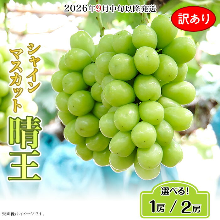 訳あり 果物 シャインマスカット 晴王 大粒 岡山県産 選べる 1房 700g以上 2房 1.2kg以上 ja岡山 皮ごと 種なし ぶどう 葡萄 フルーツ 国産 ブドウ くだもの 先行予約【2026年9月中旬～10月下旬発送予定】（いばら愛菜館）
