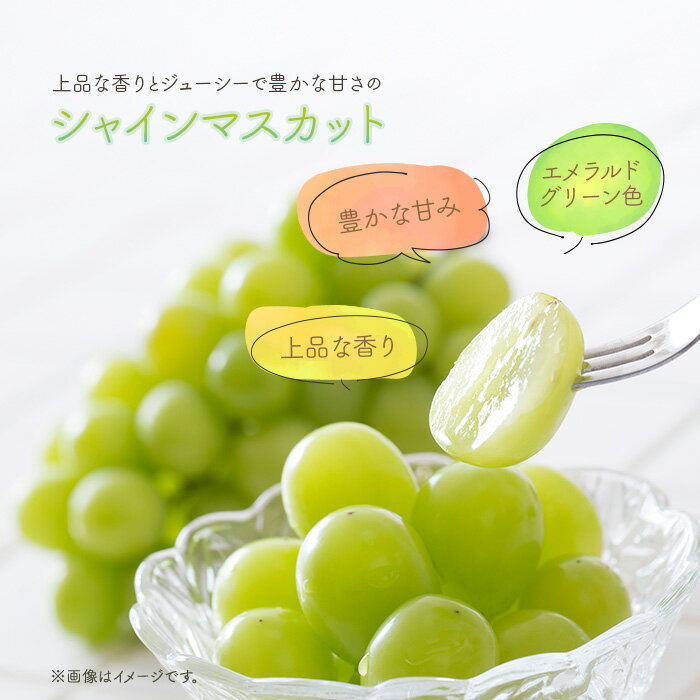 【ふるさと納税】訳あり 果物 シャインマスカット 晴王 大粒 岡山県産 選べる 1房 700g以上 2房 1.2kg以上 ja岡山 皮ごと 種なし ぶどう 葡萄 フルーツ 国産 ブドウ くだもの 先行予約【2026年9月中旬～10月下旬発送予定】（いばら愛菜館） サムネイル3