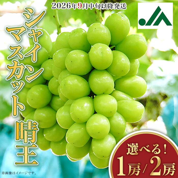 果物 シャインマスカット 晴王 大粒 岡山県産 選べる 1房 650g以上 2房 1.2kg以上 ja岡山 皮ごと 種なし 葡萄 フルーツ アフター保証付き 数量限定【2026年9月中旬～10月下旬発送予定】（いばら愛菜館）
