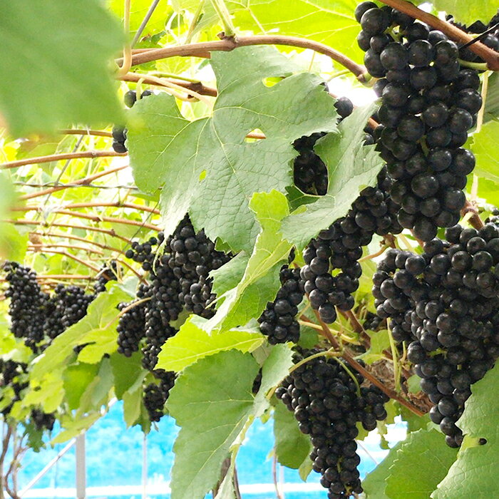 【ふるさと納税】I-08 美星町産ワイン　赤ワイン飲み比べセット（ヴィンテージ）　嘉作 サムネイル3