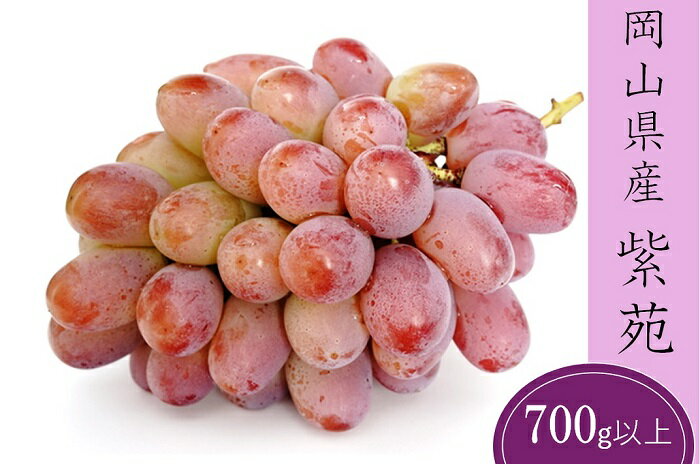 岡山県産 ぶどう 葡萄 ブドウ 種無しぶどう 紫苑 1房 果物 スイーツ フルーツ お取り寄せ ギフト 贈答用 デザート 旬 紫苑 1房(700g以上) 化粧箱入り【2026年10月下旬～11月下旬発送予定】