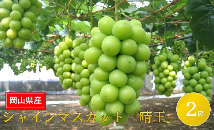 【ふるさと納税】岡山県産 果物 スイーツ フルーツ 定期便 4回 葡萄 ぶどう ブドウ 梨 なし ニューピオーネ シャインマスカット 晴王 紫苑 あたご梨 愛宕梨 デザート 旬 岡山県産 フルーツ定期便 4回コース【2026年産】 サムネイル3