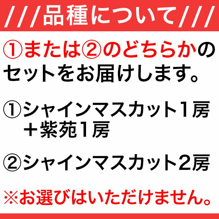 【ふるさと納税】先行予約 岡山 シャインマスカット 種無し ぶどう マスカット 詰合せ 2房 約1.2kg 果物 フルーツ 国産 ブドウ くだもの 岡山県産冬ぶどう2房【2026年11月以降発送】（いばら愛菜館） - 画像2