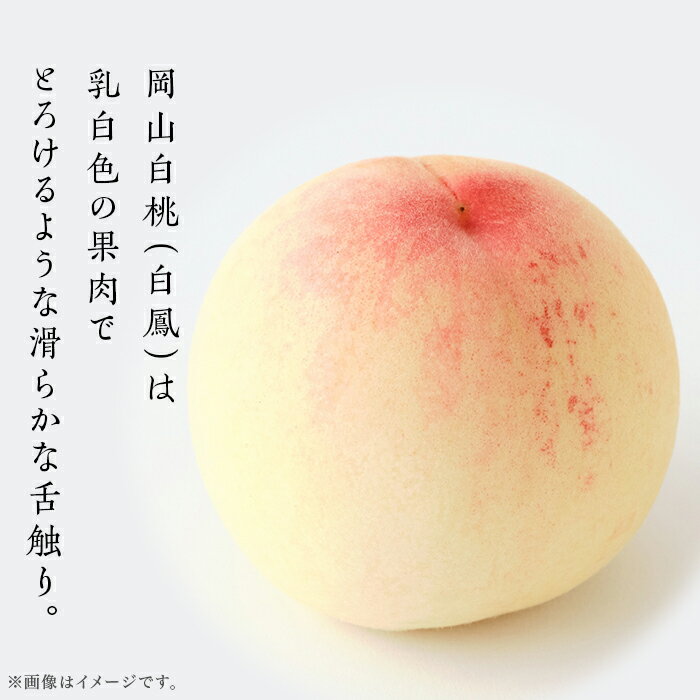 【ふるさと納税】白桃 岡山 桃 もも モモ 岡山の桃 白鳳 スイーツ フルーツ 果物 お取り寄せ デザート 旬 ご家庭用 訳あり 【ご家庭用】岡山白桃 白鳳 5～7玉【2026年7月上旬頃から順次発送】 サムネイル2
