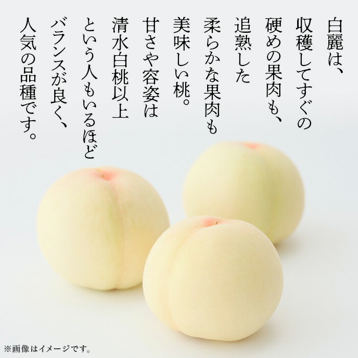 【ふるさと納税】白桃 岡山 桃 もも モモ 岡山の桃 白鳳 白麗 スイーツ フルーツ 果物 定期便 デザート 旬 ご家庭用 食べ比べ 岡山白桃 食べ比べ定期便（年2回）【2026年産】 サムネイル3