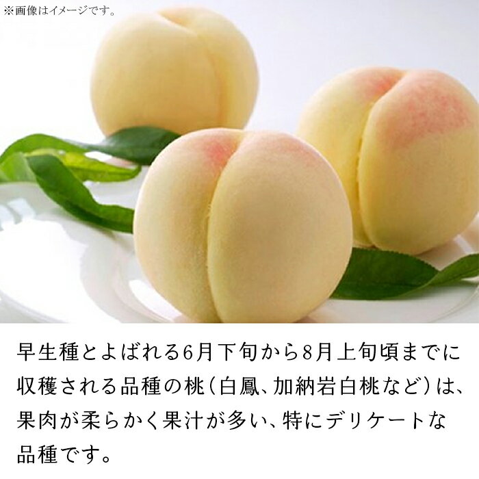 【ふるさと納税】白桃 岡山 桃 もも モモ 岡山の桃 早生種 白鳳 加納岩白桃 スイーツ フルーツ 果物 お取り寄せ ギフト 贈答用 デザート 旬 大玉 岡山の白桃（早生種）大玉3玉（約840g）【26年6月中旬以降に順次発送】 サムネイル2