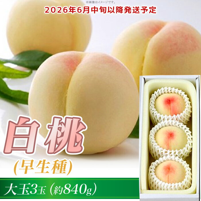 白桃 岡山 桃 もも モモ 岡山の桃 早生種 白鳳 加納岩白桃 スイーツ フルーツ 果物 お取り寄せ ギフト 贈答用 デザート 旬 大玉 岡山の白桃（早生種）大玉3玉（約840g）【26年6月中旬以降に順次発送】