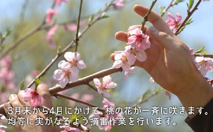 【ふるさと納税】白桃 岡山 桃 もも モモ 岡山の桃 早生種 白鳳 加納岩白桃 スイーツ フルーツ 果物 お取り寄せ ギフト 贈答用 デザート 旬 岡山県産「白桃（早生種）」約1.3kg（5～6玉）【26年7月上旬以降に順次発送】 サムネイル2