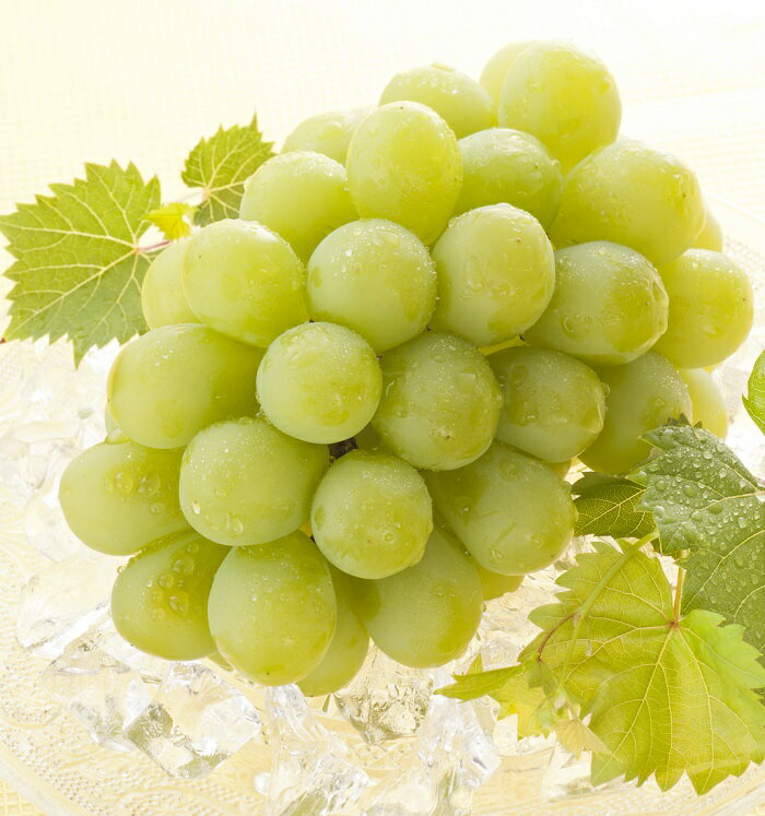 【ふるさと納税】岡山県産 ぶどう 葡萄 ブドウ マスカットオブアレキサンドリア 1房 果物 スイーツ フルーツ お取り寄せ ギフト 贈答用 デザート 旬 マスカットオブアレキサンドリア 1房(600g以上・秀品以上) 化粧箱入り【2026年7月中旬～8月中旬発送予定】 サムネイル2