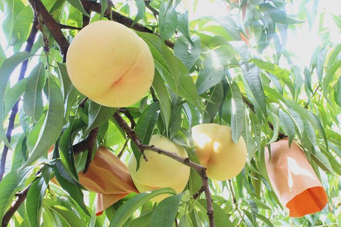 【ふるさと納税】白桃 岡山 桃 もも モモ 岡山の桃 スイーツ フルーツ 果物 お取り寄せ デザート 旬 大玉 家庭用 訳あり 【ご家庭用】おかやまの桃 大玉3玉（約900g）【26年7月上旬以降に順次発送】 サムネイル3