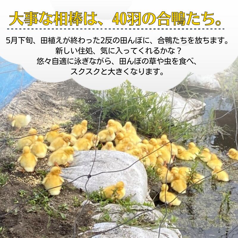 【ふるさと納税】令和7年産 白米 玄米 選べる こしひかり 6kg 2kg×3袋 合鴨農法米 コシヒカリ 農薬不使用 化学肥料不使用 合鴨農法 弁当 おにぎり 6kg 6キロ 2kg 2キロ 小分け 少量 精米 - 画像3