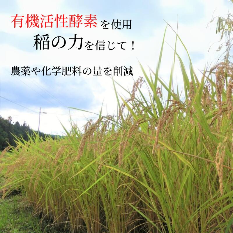 【ふるさと納税】令和7年産 量を選べる 新見産 コシヒカリ 白米 3kg 5kg 10kg 米 お米 こめ おこめ おすすめ 美味しい 健康 コシヒカリ 精米 農家直送 国産 ご飯 ごはん 弁当 お弁当 おにぎり おむすび 有機活性酵素 酵素 人気 - 画像2