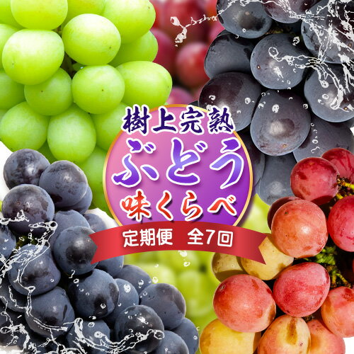 【定期便】ぶどう【2026年発送】岡山県備前市産 樹上完熟ぶどう 味くらべセット 計7回《8月中旬-10月下旬頃出荷》株式会社フルーツパーク備前 岡山県 備前市 葡萄 食べ比べ セット フルーツ 果物 定期便 定期