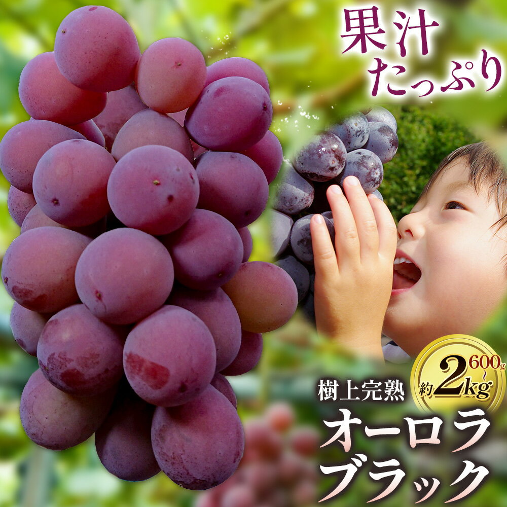 ぶどう【2026年発送】岡山県備前市産 樹上完熟「オーロラブラック」（露地栽培）選べる内容量 1房（約600g）約2kg 《8月中旬-9月中旬頃出荷》株式会社フルーツパーク備前 岡山県 備前市 葡萄 フルーツ オーロラブラック 果物