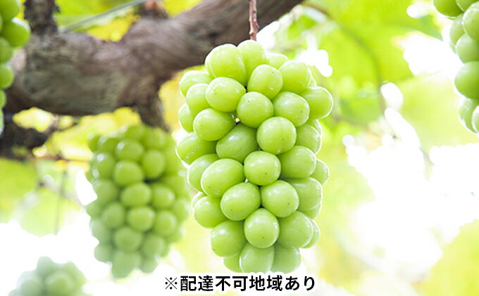 【ふるさと納税】ぶどう 2025年 先行予約 黒川農園 自慢 ! の 大粒 大房 シャイン マスカット 1房 700g以上 ブドウ 葡萄 岡山県産 国産 フルーツ 果物 ギフト 　お届け：2025年9月中旬～2025年11月中旬 サムネイル2