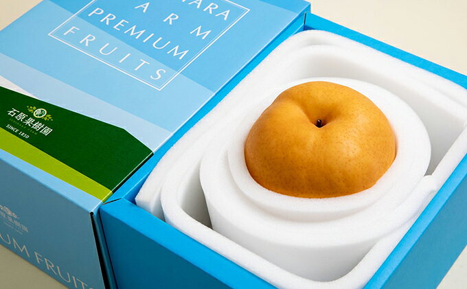 【ふるさと納税】梨 2025年 先行予約 備前横綱梨（あたご梨） 1玉 (1～1.4kg) 贈答箱【11月下旬～12月中旬頃発送】 ナシ なし 岡山県産 国産 フルーツ 果物 ギフト 石原果樹園　お届け：2025年11月15日～2025年12月20日 サムネイル3