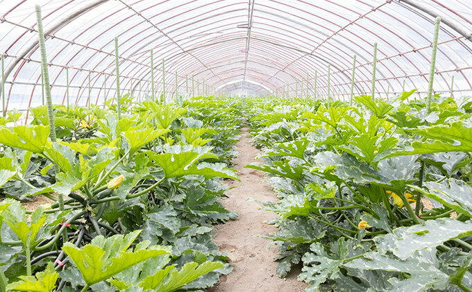 【ふるさと納税】瀬戸内 牛窓産 ズッキーニ 約2kg（12本前後） 野菜 岡山県産 　お届け：2026年4月上旬～2026年6月中旬 - 画像3