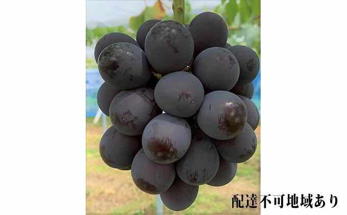 【ふるさと納税】ぶどう 2026年 先行予約 ニュー ピオーネ 2房 合計1.2kg以上 ブドウ 葡萄 岡山県産 国産 フルーツ 果物 ギフト 河本農園 ニューピオーネ 　お届け：2026年8月中旬～2026年9月中旬まで サムネイル2