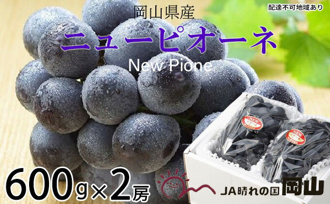 【ふるさと納税】ぶどう 2026年 先行予約 ニュー ピオーネ 約600g×2房 6月下旬～7月下旬発送 ブドウ 葡萄 岡山県産 国産 フルーツ 果物 ギフト 果物類 種なし デザート 食後 おやつ 産地直送 　お届け：2026年6月下旬～2026年7月下旬 サムネイル2