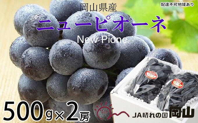 【ふるさと納税】ぶどう 2026年 先行予約 ニュー ピオーネ 約500g×2房 6月下旬～7月下旬発送 ブドウ 葡萄 岡山県産 国産 フルーツ 果物 ギフト 果物類 種なし デザート 食後 おやつ 産地直送 　お届け：2026年6月下旬～2026年7月下旬 サムネイル2