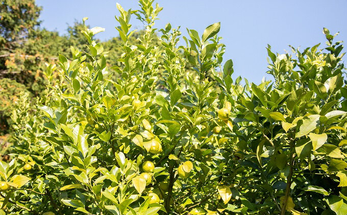 【ふるさと納税】瀬戸内 牛窓産 レモン 約4kg（1果 100g前後） 果物 柑橘 果実 国産 爽やか ワックス 防腐剤 不使用 料理 ジュース 酎ハイ 焼酎 飲み物 果汁 ドレッシング ソース 　お届け：2025年10月中旬～2026年1月下旬 サムネイル3