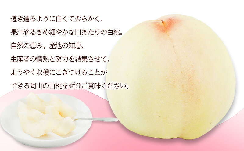 【ふるさと納税】桃 2026年 先行予約 白桃 6玉（1玉300g以上）化粧箱入り もも モモ 岡山県産 国産 フルーツ 果物 ギフト 透き通る 白い 柔らかい 果汁 きめ細やか 恵み 知恵 情熱 贈り物 　お届け：2026年7月上旬～2026年8月上旬 サムネイル3