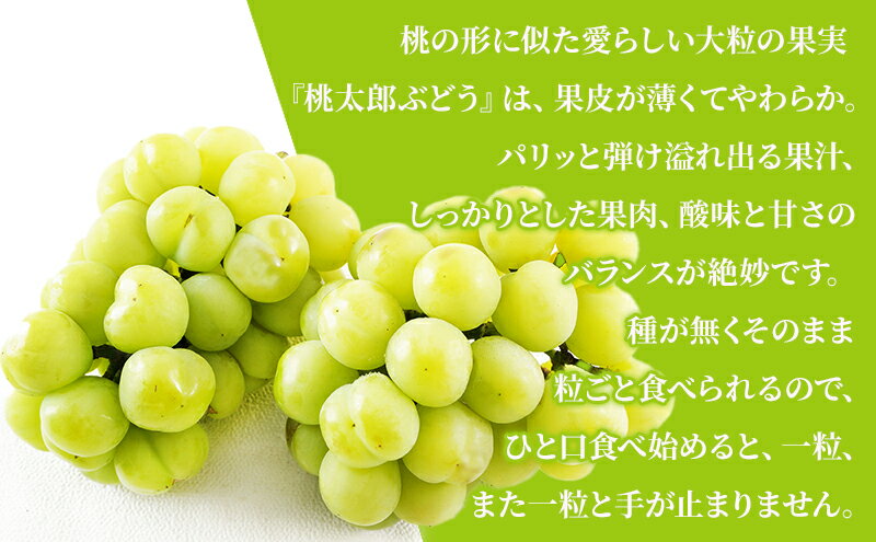 【ふるさと納税】ぶどう 2026年 先行予約 桃太郎 ぶどう 2房（1房480g以上）化粧箱入り ブドウ 葡萄 岡山県産 国産 フルーツ 果物 ギフト 大粒 種なし 果汁たっぷり 酸味 甘さ バランス 　お届け：2026年7月下旬～2026年9月下旬 サムネイル3