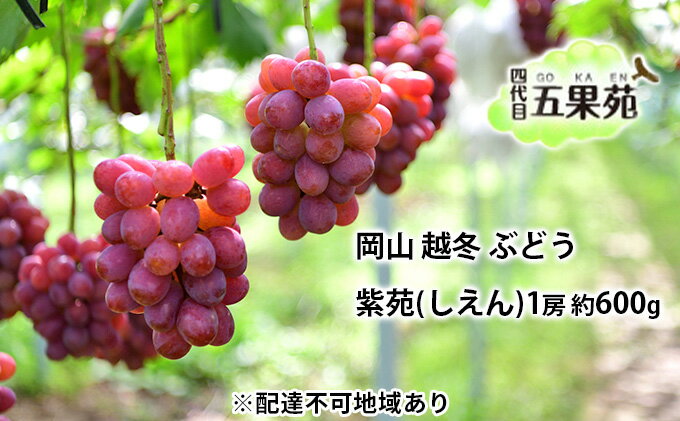 【ふるさと納税】越冬 ぶどう 紫苑 （しえん）1房 約600g 岡山県産 四代目 五果苑 果物 フルーツ デザート 樹上完熟 平均糖度20度 減農薬 種なし 果汁たっぶり 　お届け：2025年11月下旬～2026年4月下旬 サムネイル2