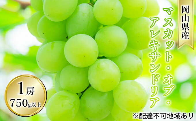 【ふるさと納税】ぶどう 2026年 先行予約 マスカット・オブ・アレキサンドリア 1房 750g以上 贈答用 ブドウ 葡萄 岡山県産 国産 フルーツ 果物 ギフト 岡山の葡萄 　お届け：2026年7月上旬～2026年8月上旬 サムネイル2