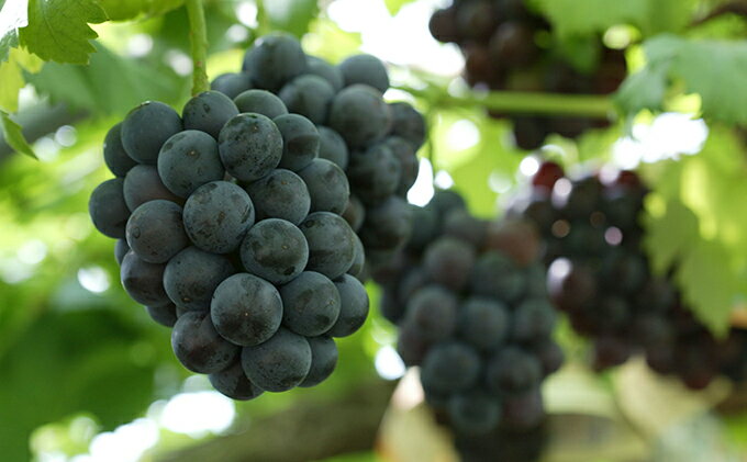 【ふるさと納税】ぶどう 2026年 先行予約 つる付き ニュー ピオーネ 2房入り（1房 580g以上 露地栽培） ブドウ 葡萄 岡山県産 国産 フルーツ 果物 ギフト 岡山の葡萄 　お届け：2026年9月上旬～2026年10月中旬 サムネイル3