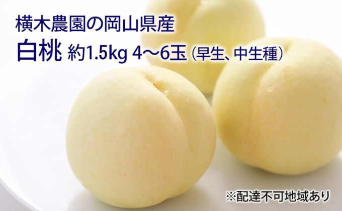 【ふるさと納税】桃 2026年 先行予約 岡山の 白桃（早生、中生種）約1.5kg 4～6玉 もも モモ 岡山県産 国産 フルーツ 果物 ギフト 横木農園 スイーツ 　お届け：2026年7月上旬～2026年8月上旬 サムネイル2