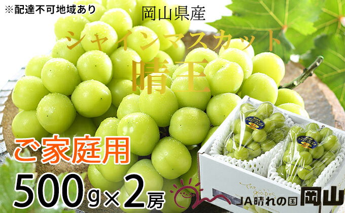【ふるさと納税】ぶどう 2025年 先行予約 ご家庭用 シャイン マスカット 晴王 約500g×2房 ブドウ 葡萄 岡山県産 国産 フルーツ 果物 岡山のぶどう 旬のフルーツ 旬の果物 大粒 種無し 　お届け：2025年8月下旬～2025年11月下旬 サムネイル2