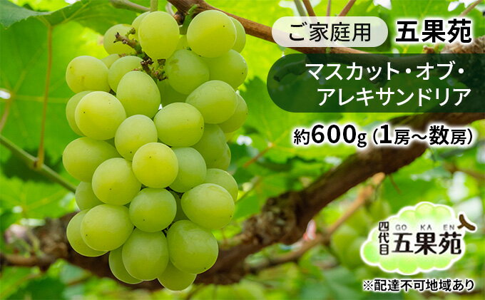 【ふるさと納税】ぶどう 2026年 先行予約 ご家庭用 マスカット・オブ・アレキサンドリア 約600g（1房～数房） ぶどう フルーツ 果物 岡山 五果苑 　お届け：2026年9月中旬～2026年10月上旬 サムネイル2